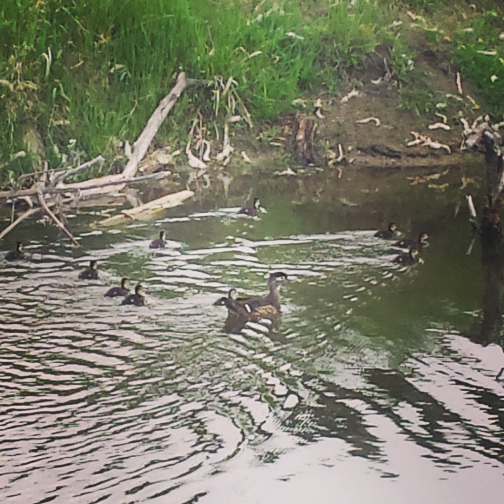 Inglewood Bird Sanctuary & Nature Centre | 2425 9 Ave SE, Calgary, AB T2G 4T4, Canada | Phone: (403) 268-2489