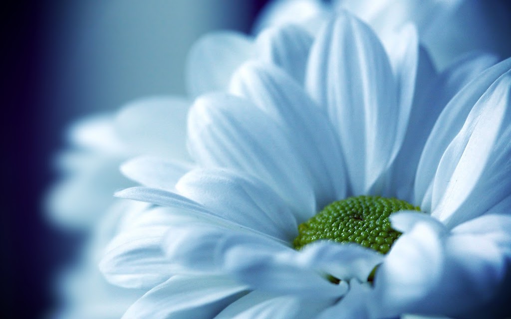Westdale Florists | 1041 King St W, Hamilton, ON L8S 1L6, Canada | Phone: (905) 527-4127