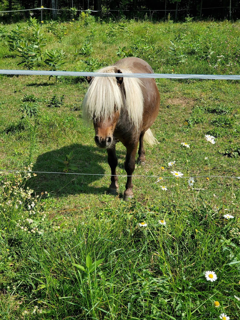 Ranch Labelle Vallée | 6 Chem. Martindale, Kazabazua, QC J0X 1X0, Canada | Phone: (819) 431-0198