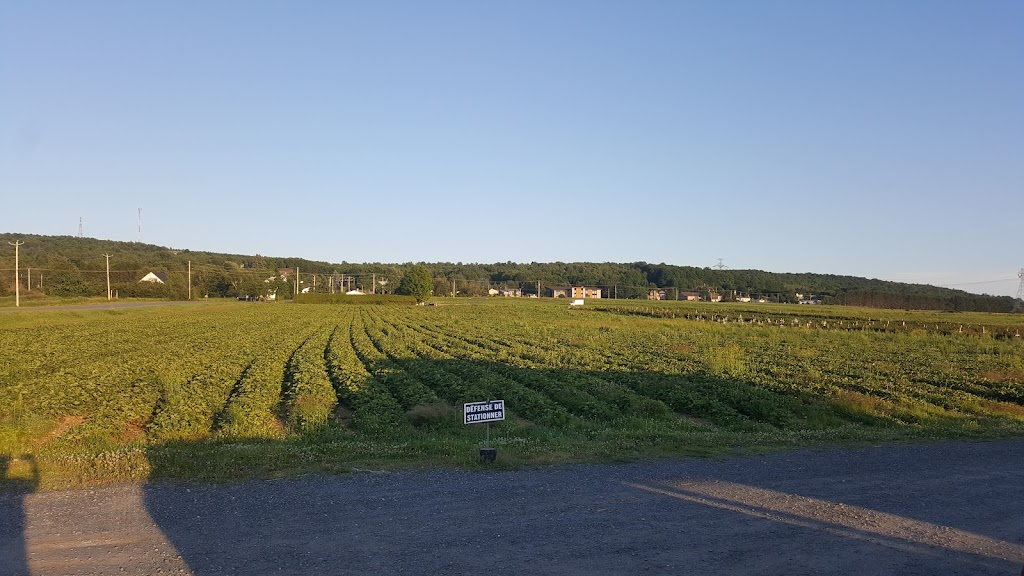 Auto Cueillette De framboise | 107 Rang Chicago, Saint-Christophe-dArthabaska, QC G6R 0T1, Canada | Phone: (819) 260-4441