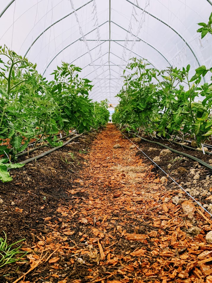 Sayward Haven Farm | 895 Hutchinson Rd, Cobble Hill, BC V0R 1L4, Canada | Phone: (250) 701-6066