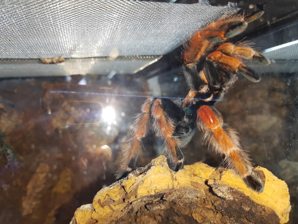 Tarantula Canada | 3101 Bd Dagenais O, Laval, QC H7P 1T8, Canada | Phone: (514) 484-4101