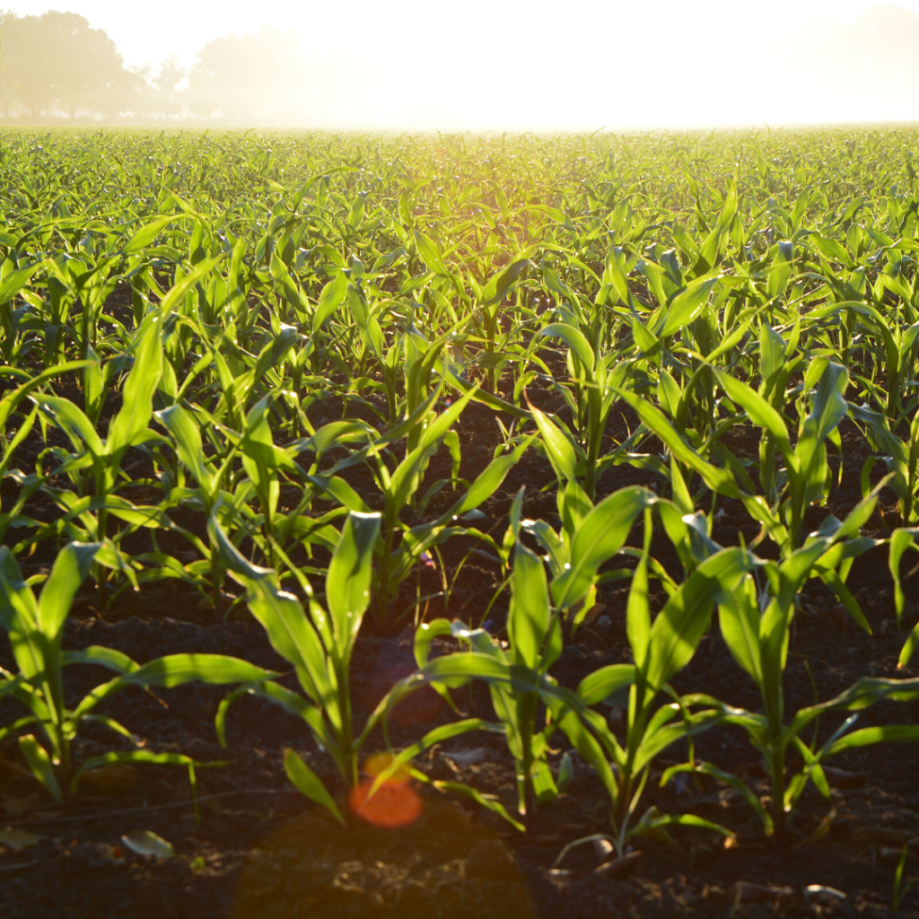Excavagrain Inc. | 2909 Chemin Ste Marie, Saint-Polycarpe, QC J0P 1X0, Canada | Phone: (450) 802-0672