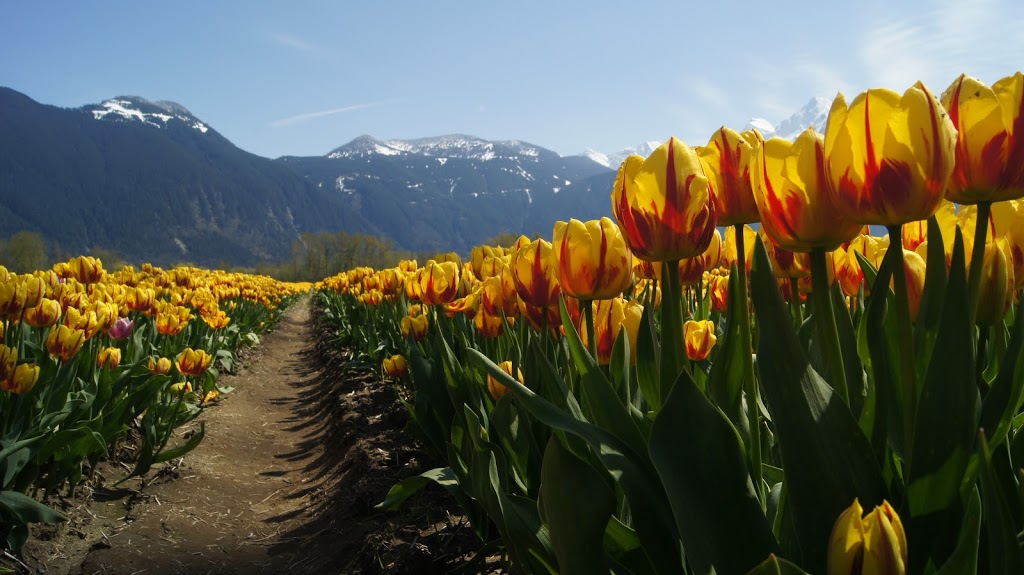 Seabird Island Band | 2895 Chowat Rd, Agassiz, BC V0M 1A0, Canada | Phone: (604) 796-2177