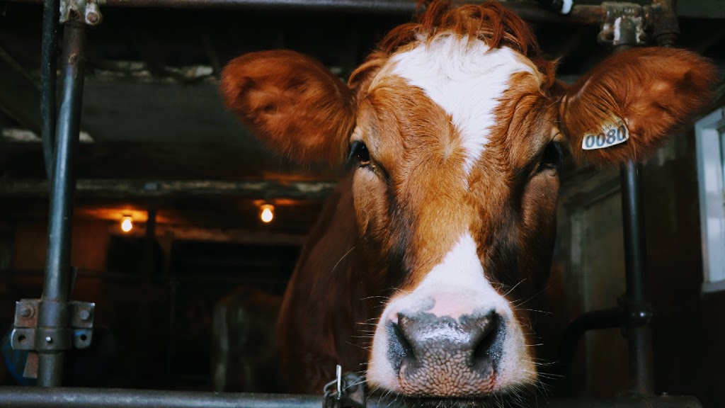 Ferme Chabot | 1139 Rang de lÉglise, Saint-Eugène-de-Grantham, QC J0C 1J0, Canada | Phone: (819) 471-3292