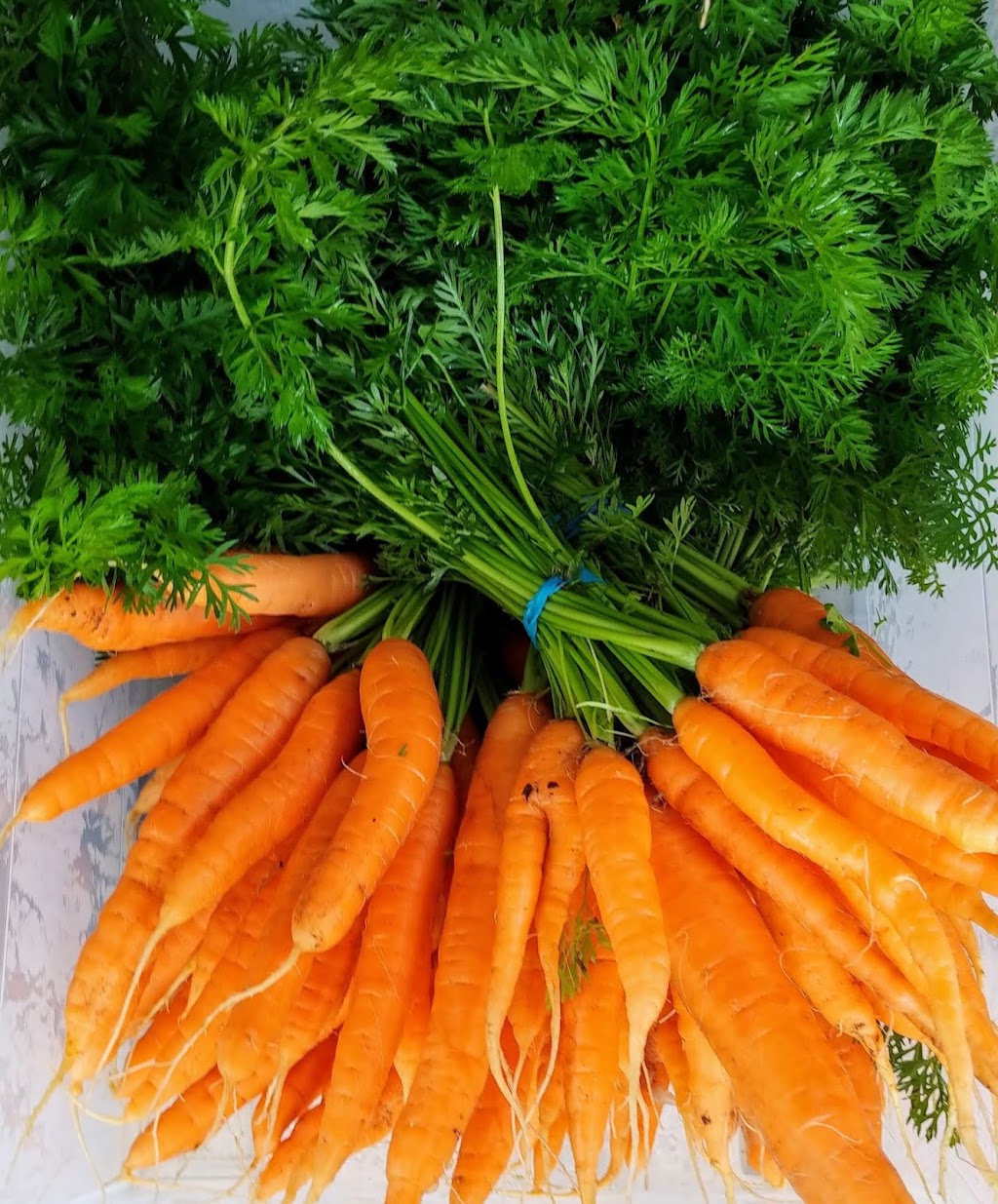 Jardins des Caps | 336 Rang St Elzéar, Saint-Tite-des-Caps, QC G0A 4J0, Canada | Phone: (418) 823-0089
