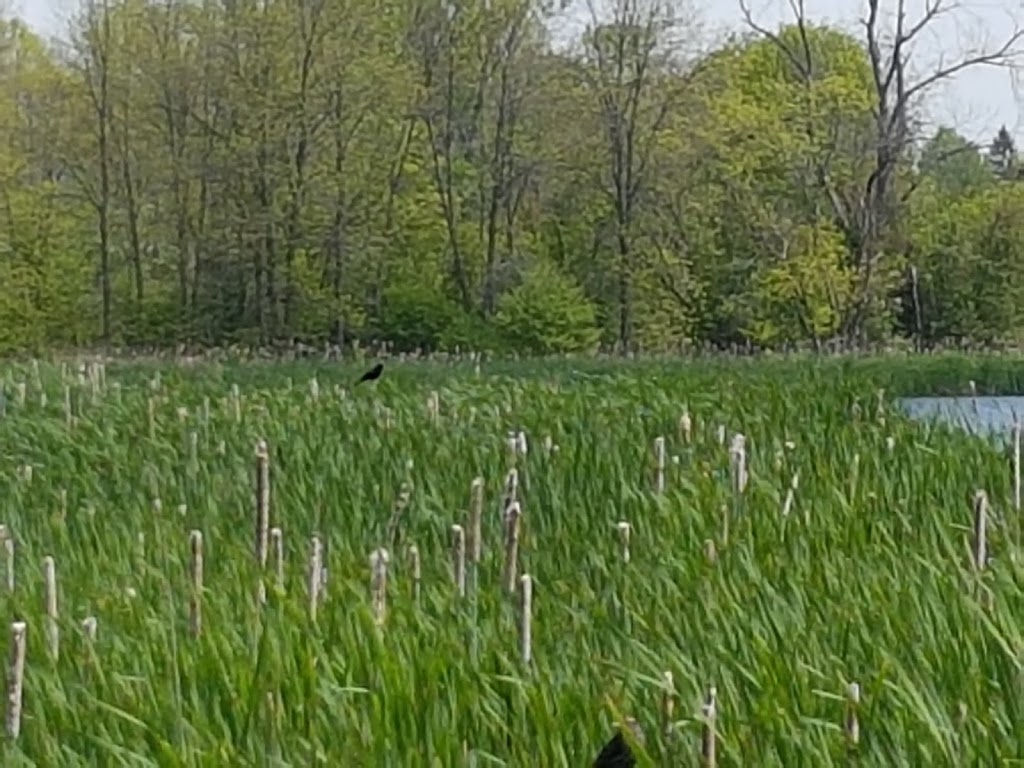 Thickson Woods | Waterfront Trail, Whitby, ON L1N 9Z7, Canada