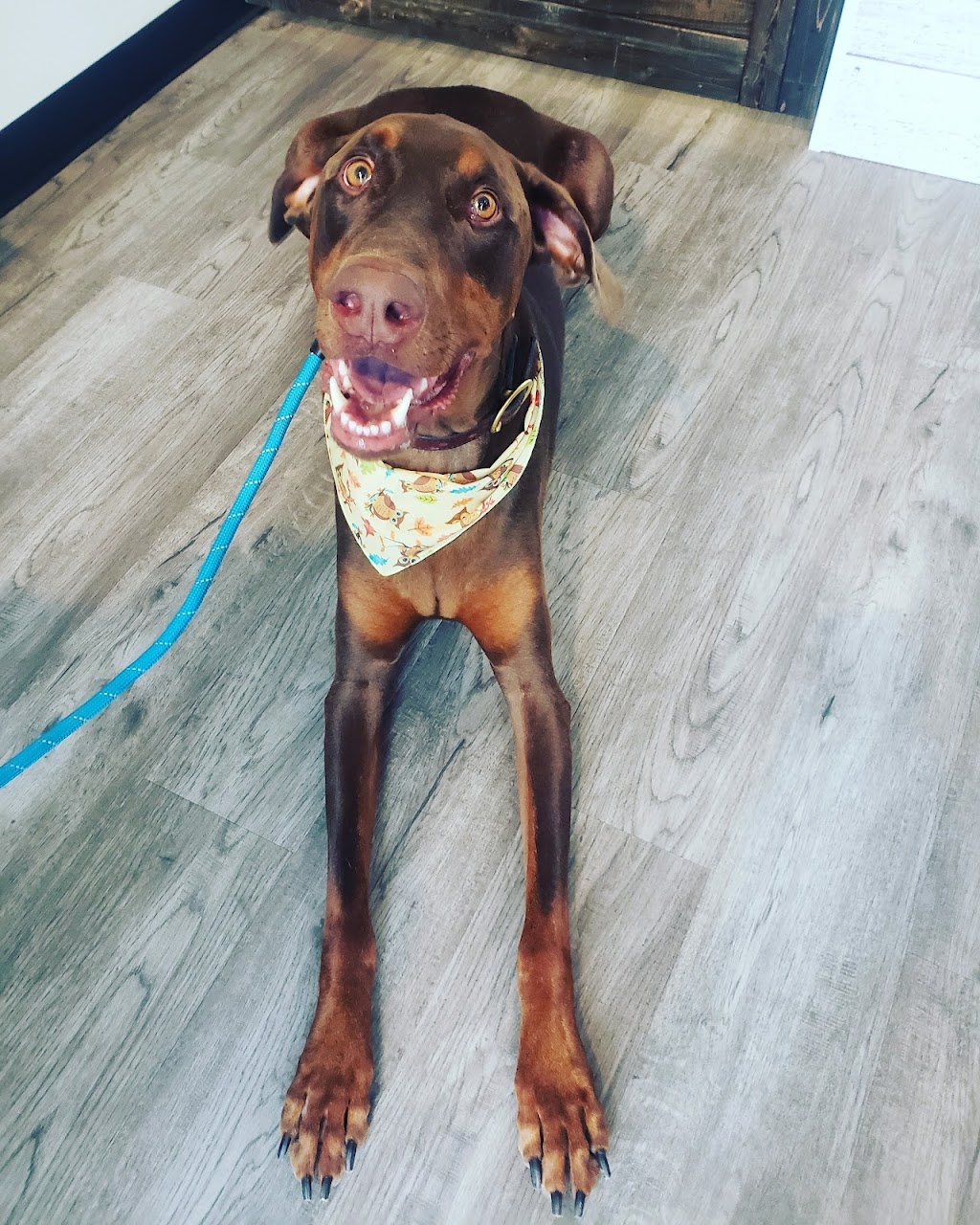 K9 Pawvengers Inc. Pet Services | 3999 Friday Dr, Innisfil, ON L9S 0J7, Canada | Phone: (705) 294-9111