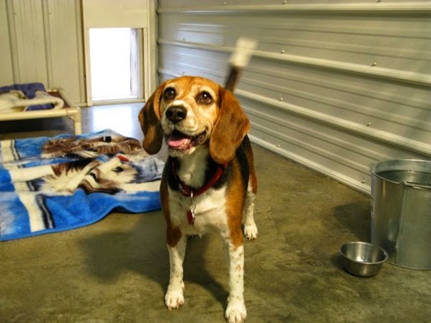 K-Lane Kennels | Box 172, Kronau, SK S0G 2T0, Canada | Phone: (306) 781-2774