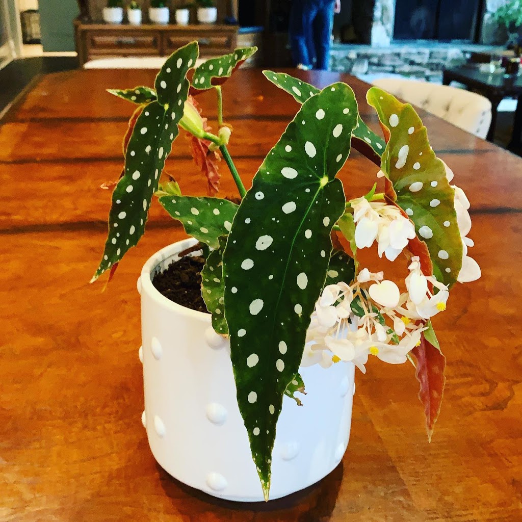 Grandmas Greenhouse | Surrey, BC V4P, Canada | Phone: (604) 868-3546
