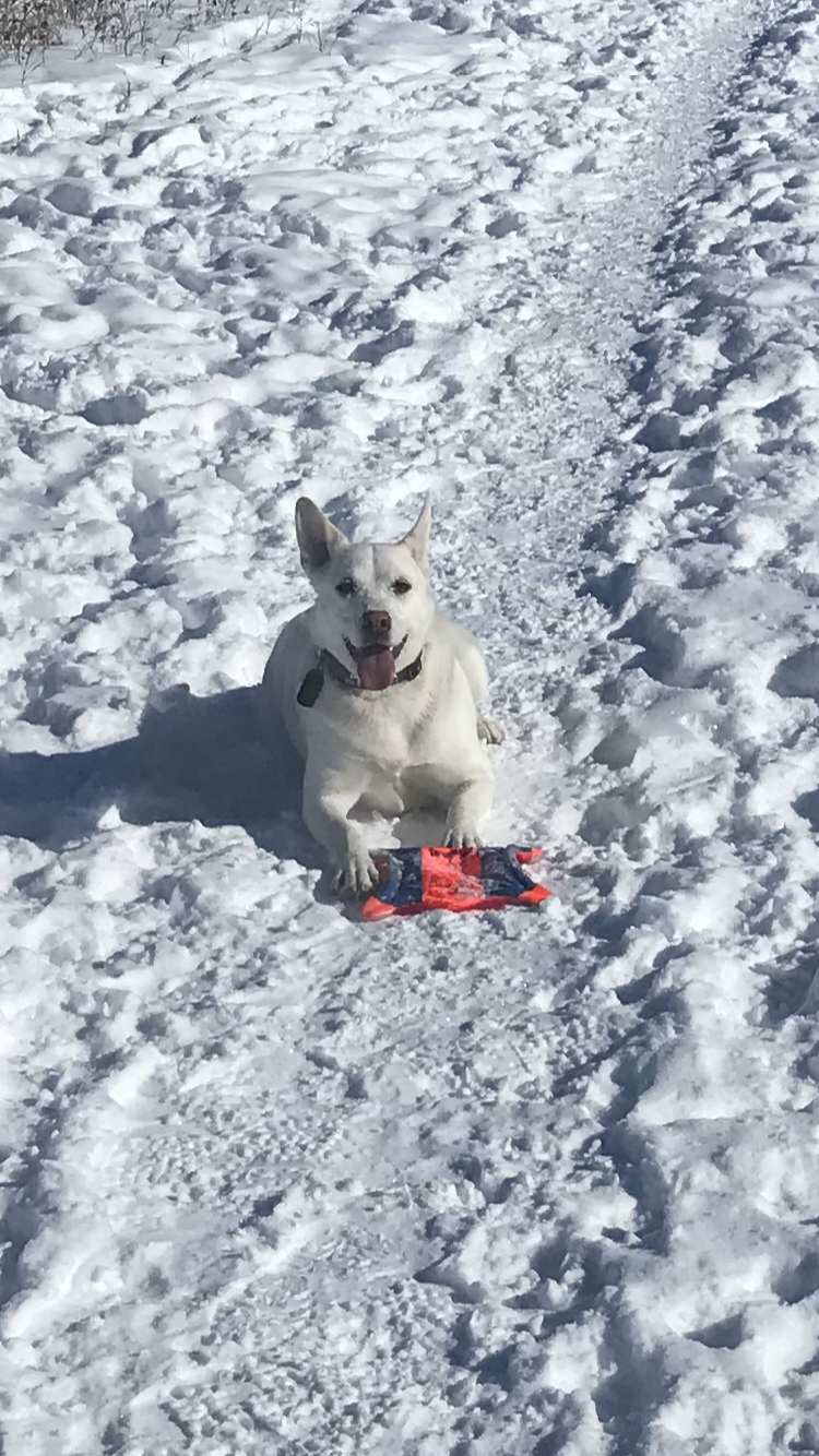 Black Diamond Offleash Park | 218 2 St NW, Black Diamond, AB T0L 0H0, Canada | Phone: (587) 888-3925