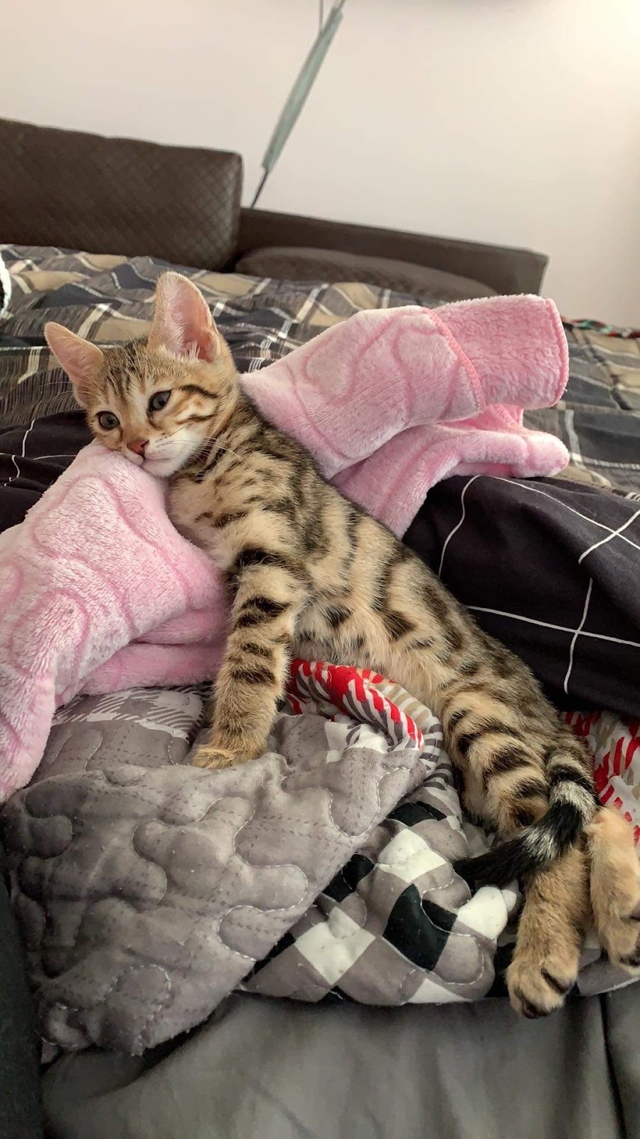Animalerie Les Rivieres | 4891 Bd des Forges, Trois-Rivières, QC G8Y 4Z3, Canada | Phone: (819) 840-0063
