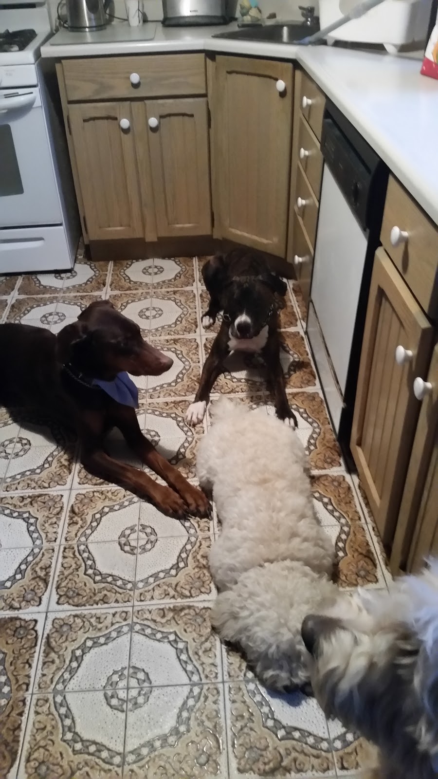 Dogs At Play | 169 Charlotte St S, Newmarket, ON L3Y 3S7, Canada | Phone: (905) 235-8111