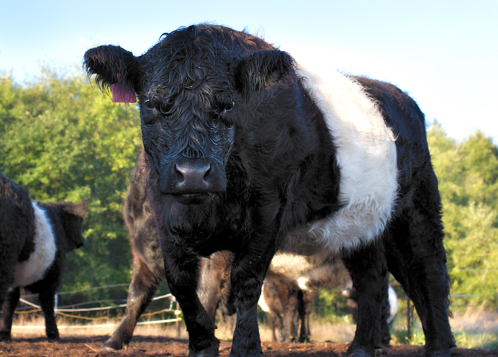 Night Owl Farm | 2100 Fulford-Ganges Rd, Salt Spring Island, BC V8K 1Z7, Canada | Phone: (250) 653-9147
