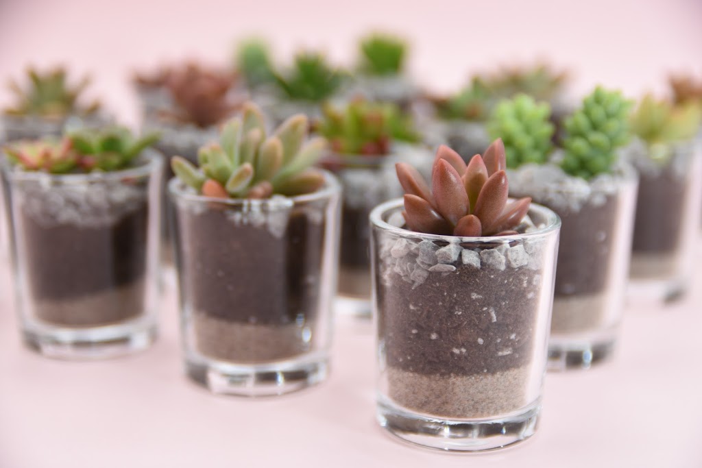 Plantit - Succulent, Air Plant, Cactus | 8339 Kennedy Road unit #2710 Langham Square 2nd floor escalator turn right 2nd store, Markham, ON L3R 1J5, Canada | Phone: (647) 262-7628