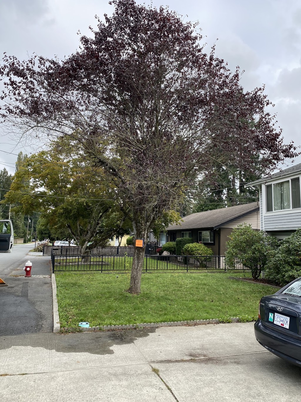 Ridge Meadows Tree Service | 12351 203 St, Maple Ridge, BC V2X 4V9, Canada | Phone: (604) 353-4979