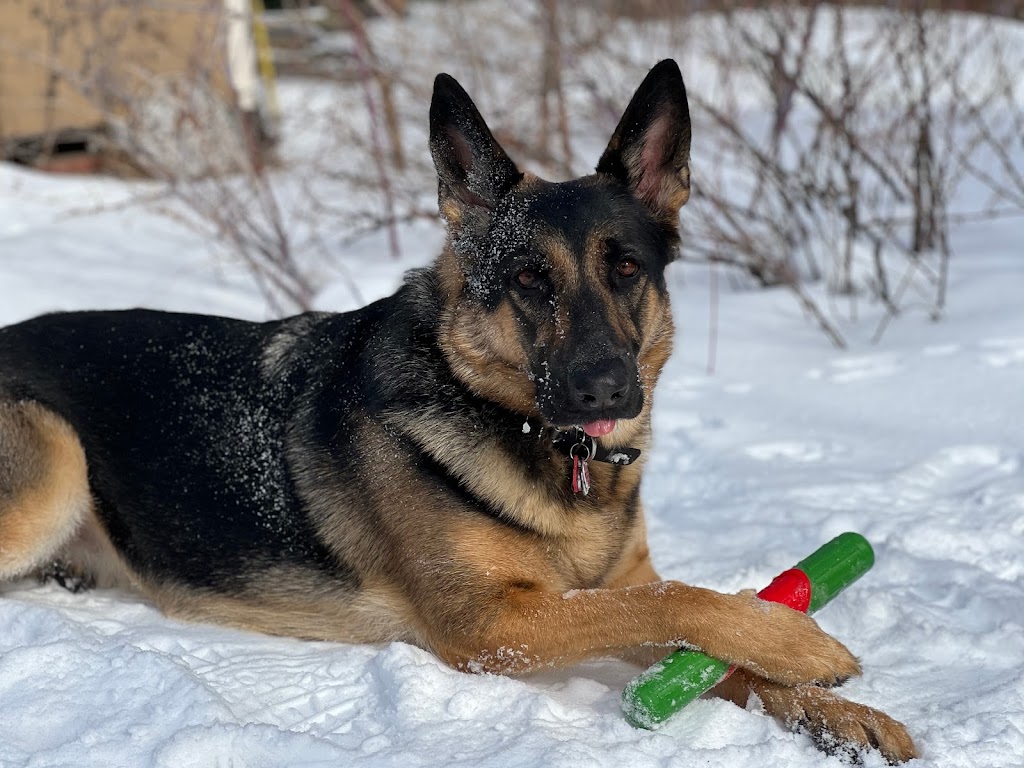 Groomies Grooming | 40L Bd Saint-Charles, Beaconsfield, QC H9W 5Z6, Canada | Phone: (514) 428-2547