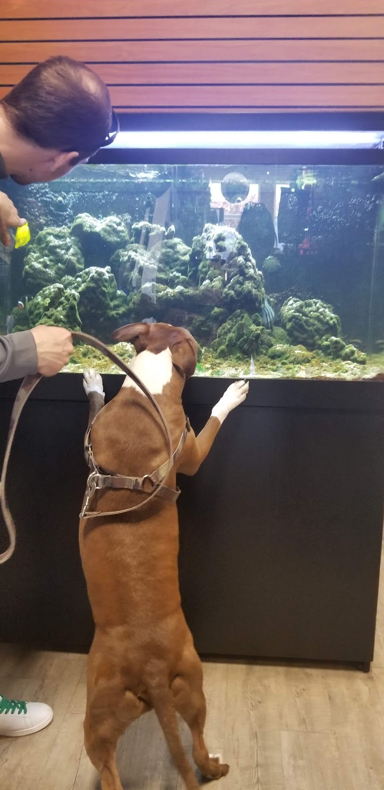 Bosleys by Pet Valu | 22745 Dewdney Trunk Rd, Maple Ridge, BC V2X 3K4, Canada | Phone: (604) 463-3855
