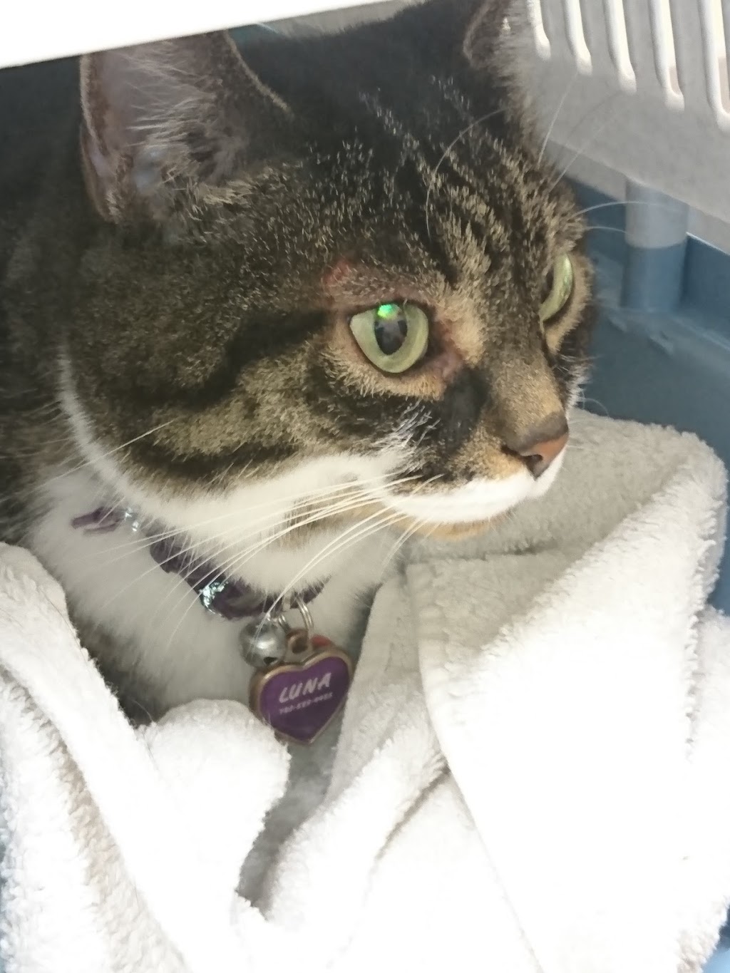 VCA Canada Calgary Trail Animal Hospital | 3803 Gateway Blvd NW #810, Edmonton, AB T6J 5M8, Canada | Phone: (780) 431-0140