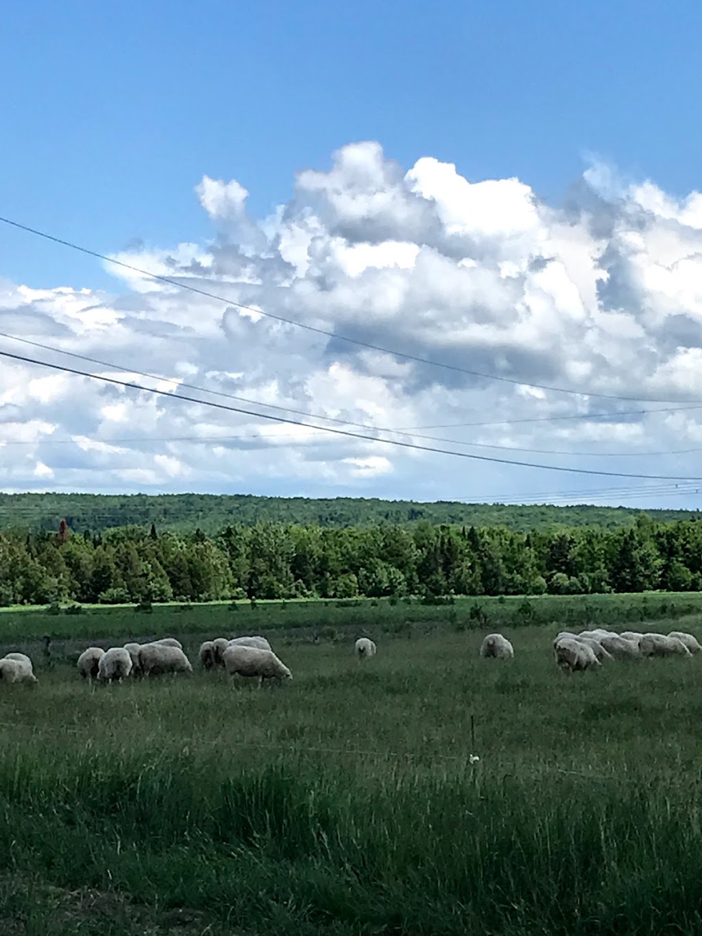 La bergerie en herbe | 90 Chemin de St Isidore, Martinville, QC J0B 2A0, Canada | Phone: (819) 835-0077