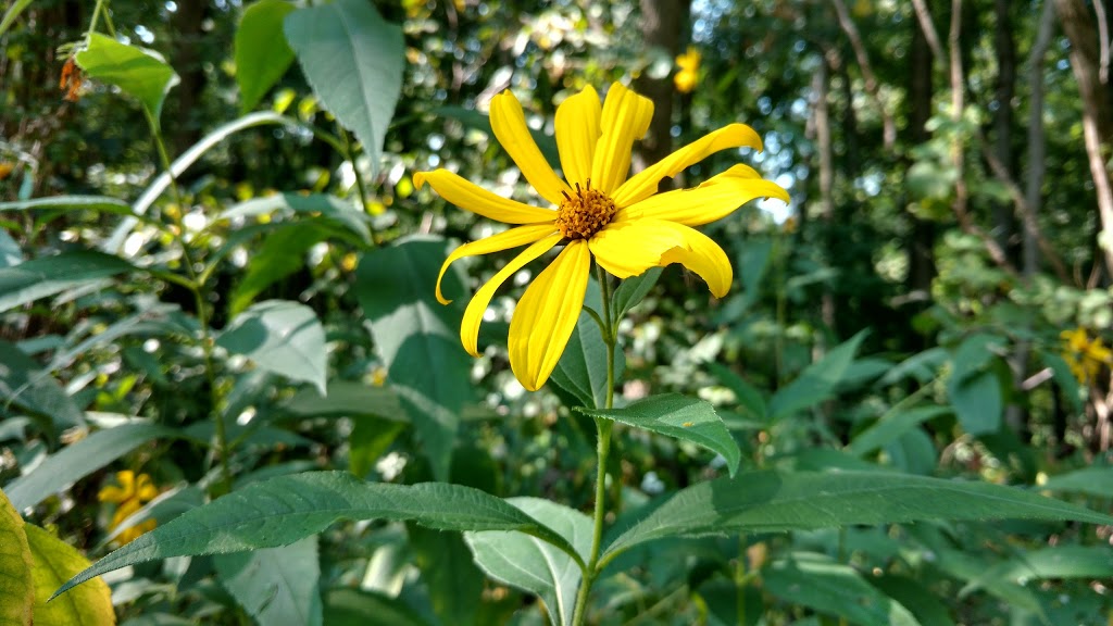 Big Bend Conservation Area | 21239 Big Bend Rd, Southwest Middlesex, ON N0L, Canada | Phone: (519) 264-2420
