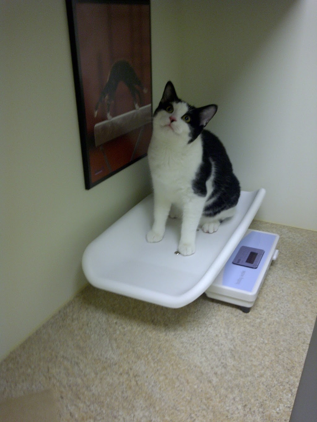16thAve Animal Hospital | 5970 16th Ave #104, Markham, ON L3P 3J3, Canada | Phone: (905) 554-7210