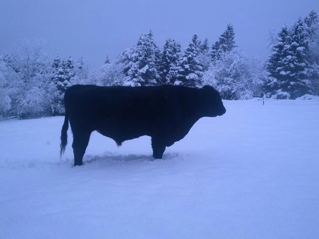 EIEIO Farm | 503 Cornwall Rd, Mahone Bay, NS B0J 2E0, Canada | Phone: (902) 624-9636