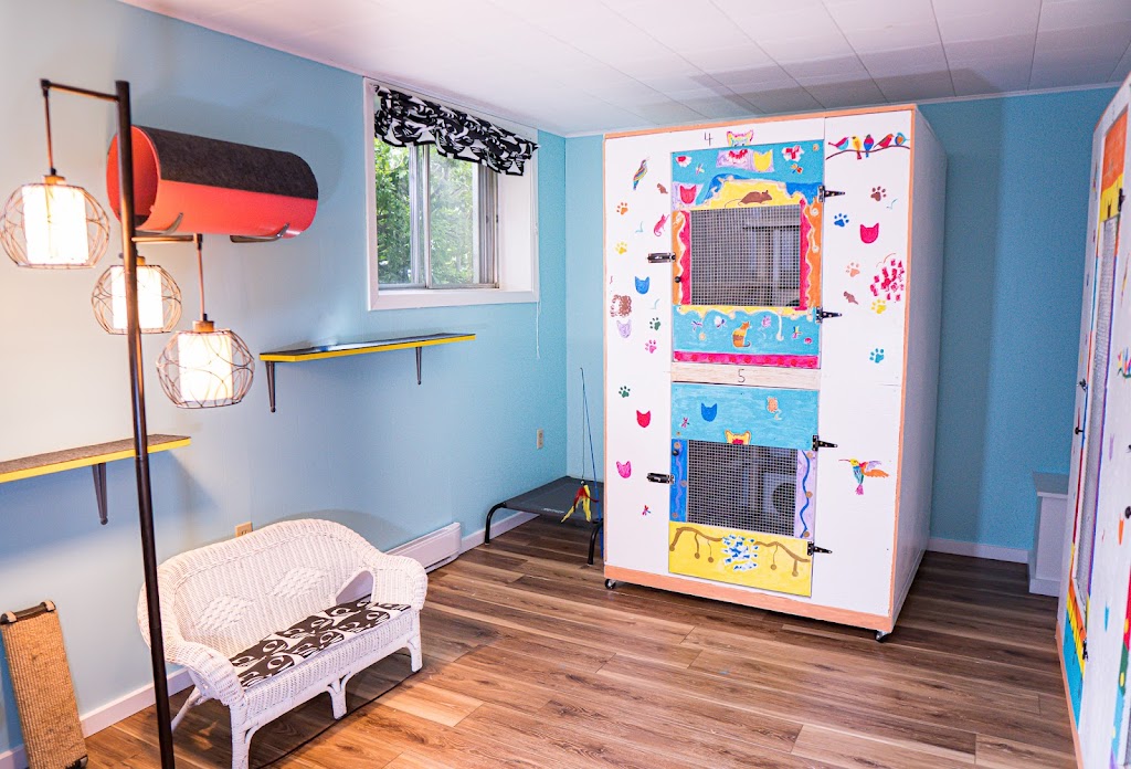 Halifax Kitty Hotel | 23 Robert Dr, Dartmouth, NS B2W 2A1, Canada | Phone: (902) 989-7297