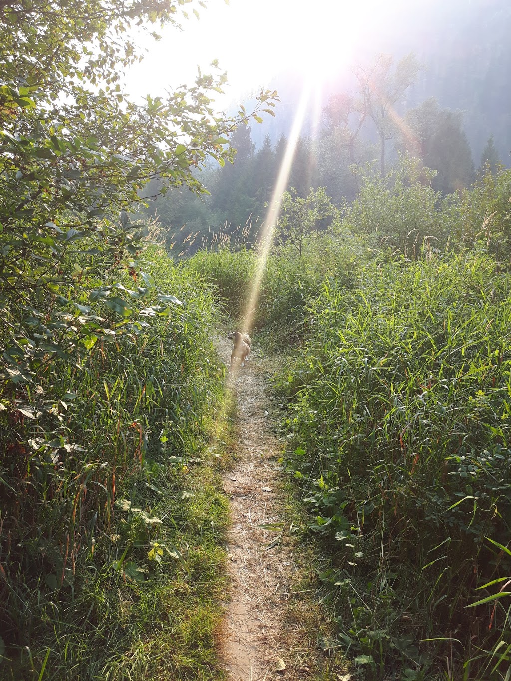 Cedars RV Resort | 3499 Luoma Rd, Malakwa, BC V0E 2J0, Canada | Phone: (778) 212-2151