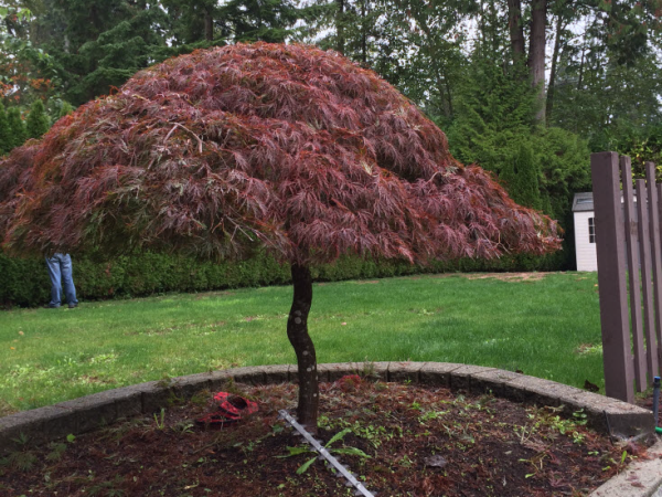 Green Jay Landscaping | 9283 Government St #307, Burnaby, BC V3N 0A5, Canada | Phone: (778) 987-7708