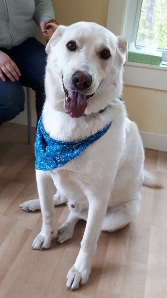 Hastings Lake Animal Hospital | #1 20332, Township Rd 512, Sherwood Park, AB T8G 1E8, Canada | Phone: (780) 662-2227