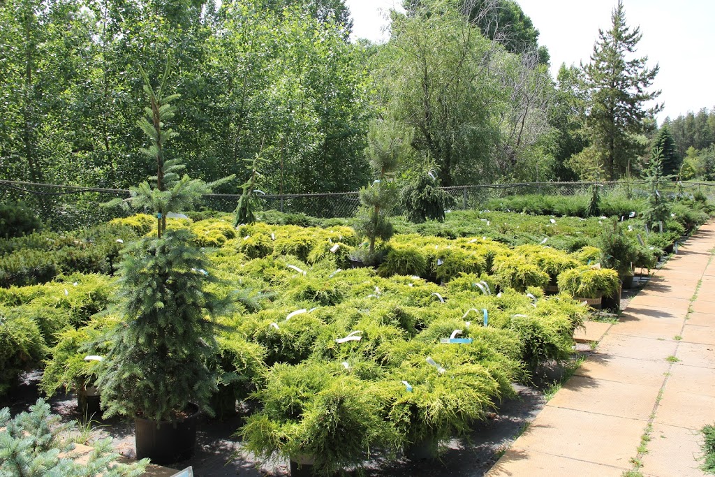 Local Nursery Ltd | 26515A, Township Rd 514, Spruce Grove, AB T7Y 1G1, Canada | Phone: (780) 987-9133