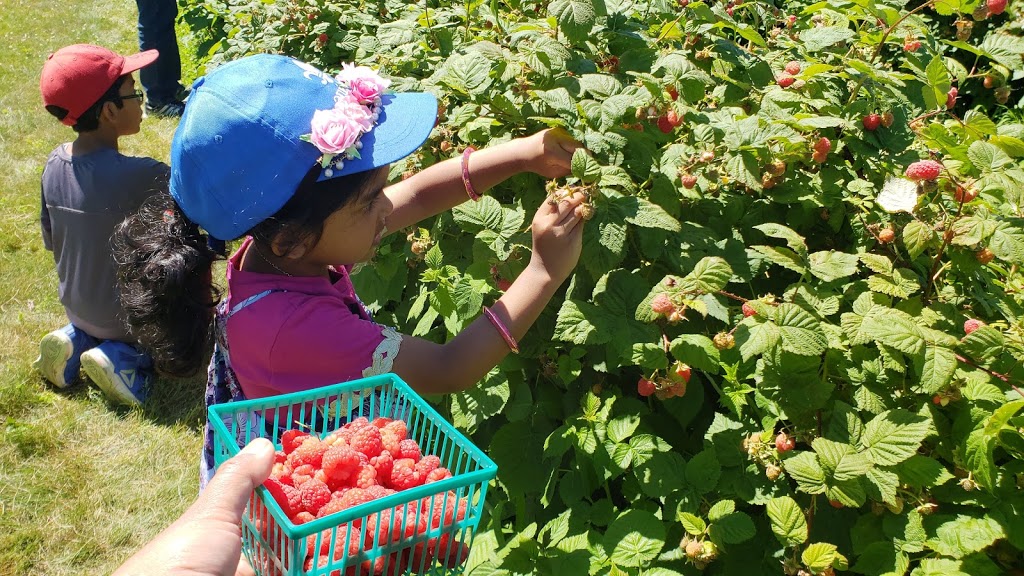 Marcys Berries | 1727 Valens Rd, Puslinch, ON N0B 2J0, Canada | Phone: (519) 623-0219