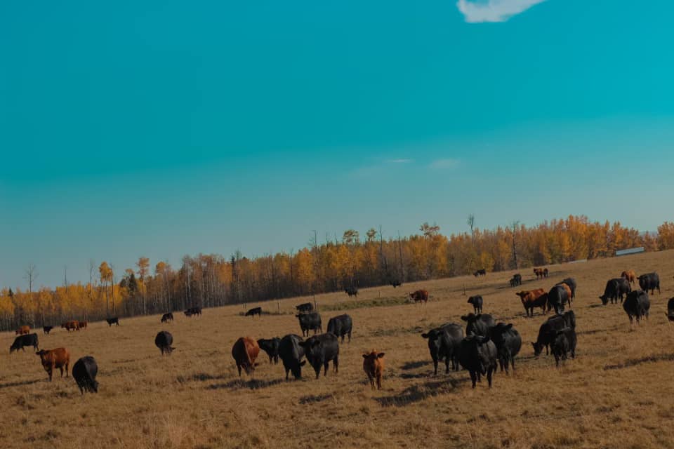 Friend Of The Farm | 6312 Township Rd 492, Brazeau County, AB T7A 1S8, Canada | Phone: (780) 621-2084
