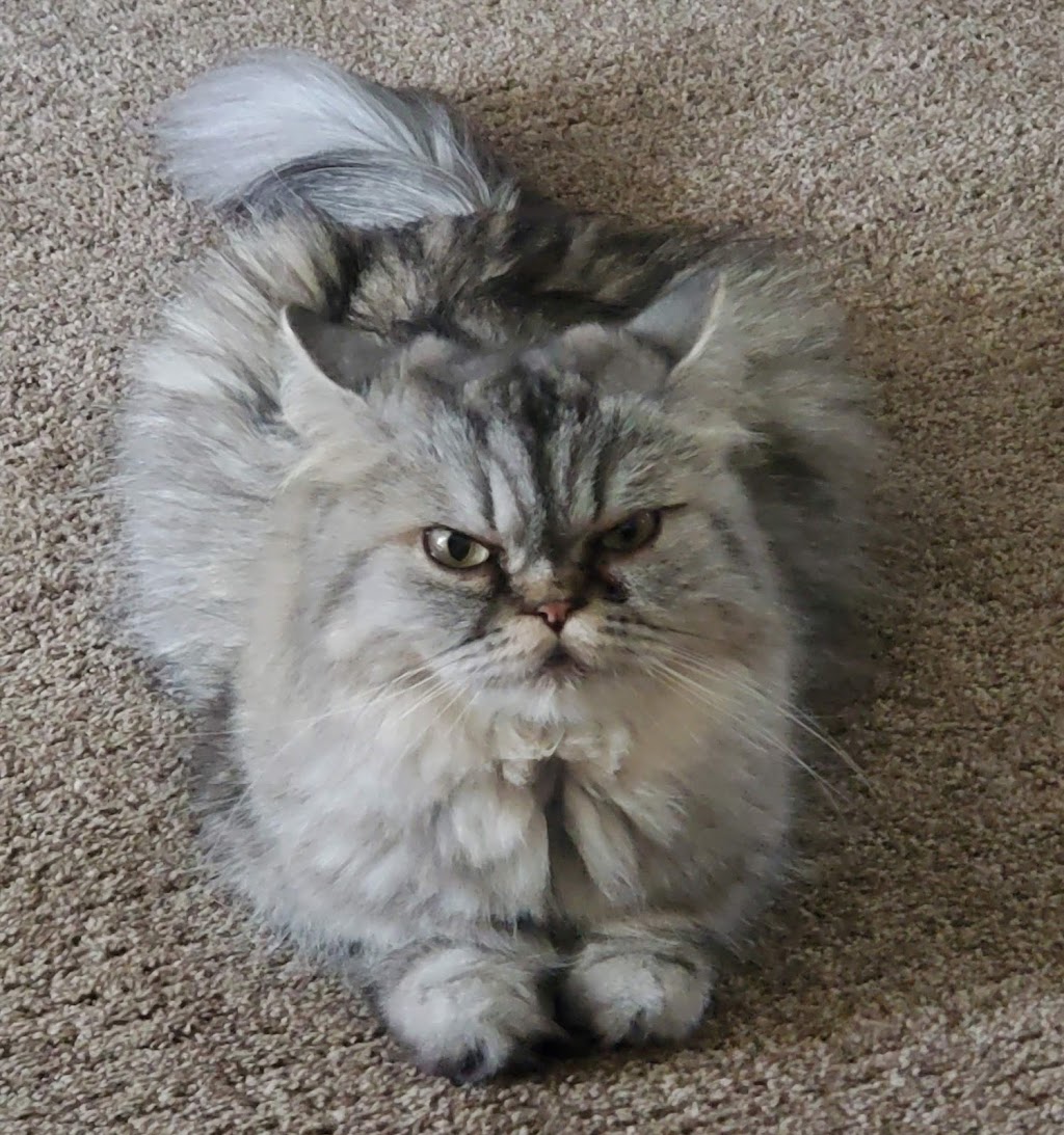 Carlas Royal Persians & Himalayans | Fairview Ave, St Thomas, ON N5R 4X7, Canada | Phone: (548) 888-9924