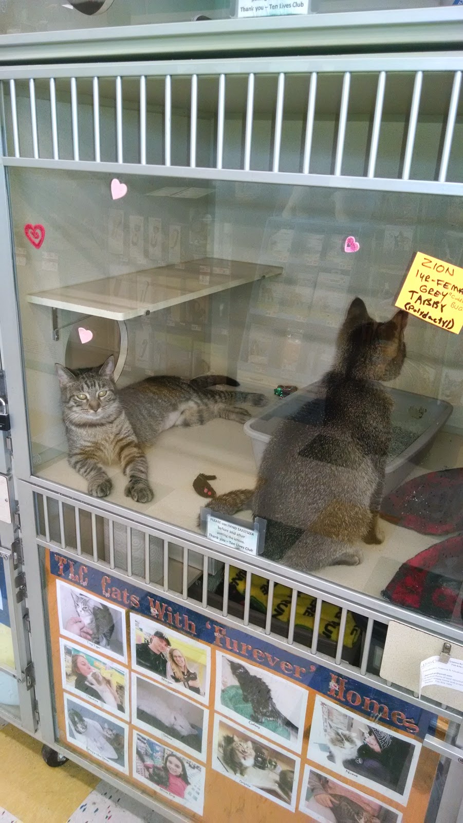 Pet Supplies Plus | 2952 Niagara Falls Blvd, Amherst, NY 14228, USA | Phone: (716) 695-3595