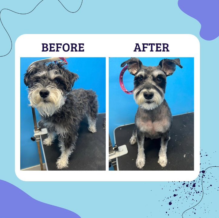 Castelos Dog Grooming | 23 Wheatgrass Ln, Winnipeg, MB R0G 2W0, Canada | Phone: (204) 599-9043