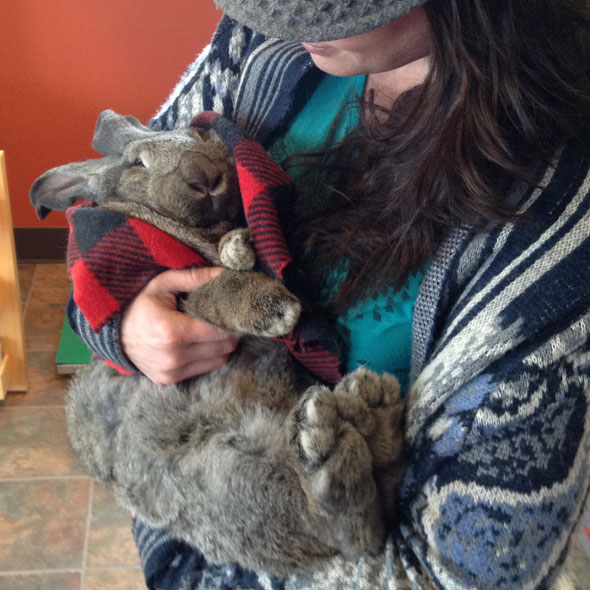 Arrowhead Veterinary Centre | 118 2 Ave W, Cochrane, AB T4C 2E7, Canada | Phone: (403) 932-2370