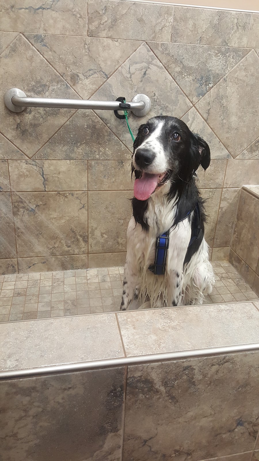 Pet Valu | 1077 N Service Rd, Mississauga, ON L4Y 1A6, Canada | Phone: (905) 276-7190