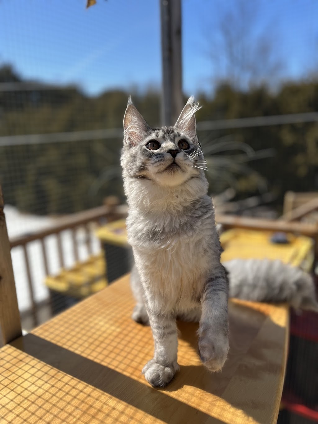 Mycoon, chatterie des Mainecoon | 4e Av, Deux-Montagnes, QC J7R 3B8, Canada | Phone: (438) 969-0380