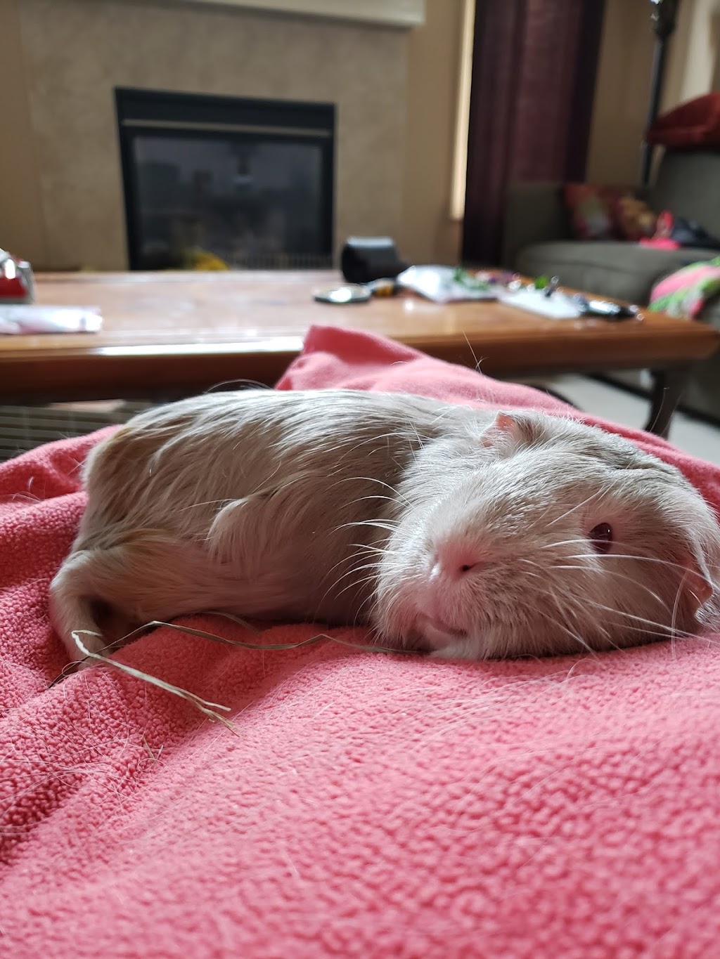 Sanctuary Veterinary Hospital | #236, 241 Sage Valley Common, Northwest, Calgary, AB T3R 1T8, Canada | Phone: (403) 295-0305