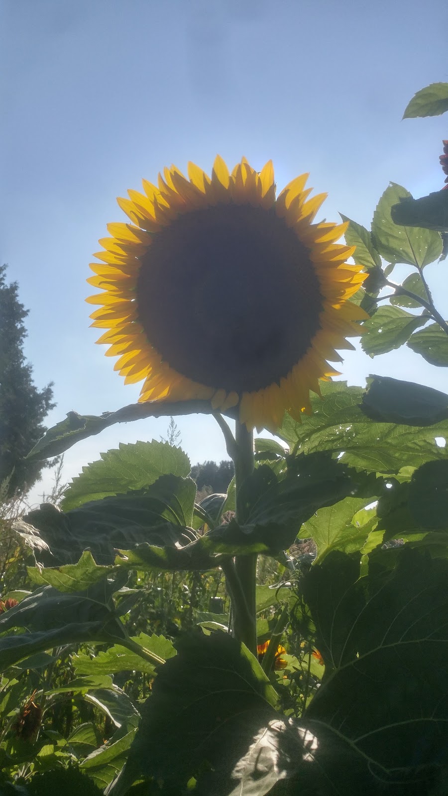 Maple Haven Farm | 54710 Heritage Line, Straffordville, ON N0J 1Y0, Canada | Phone: (519) 877-9066