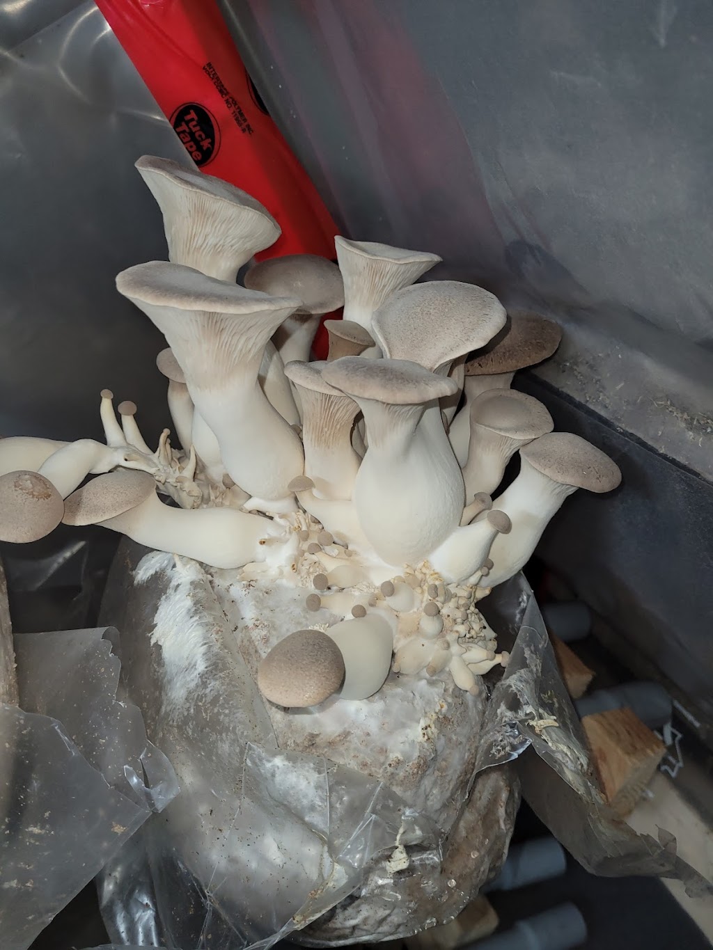 Mikees Gourmet Mushies | 21851 ON-12, Sunderland, ON L0C 1H0, Canada | Phone: (905) 244-1798
