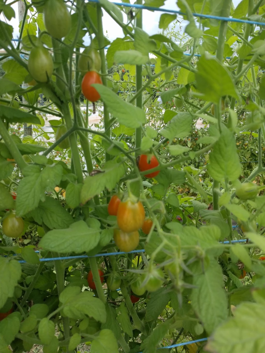 Vital berry farm | 366 Gibson Woods Rd, Centreville, NS B0P 1J0, Canada | Phone: (902) 582-1445
