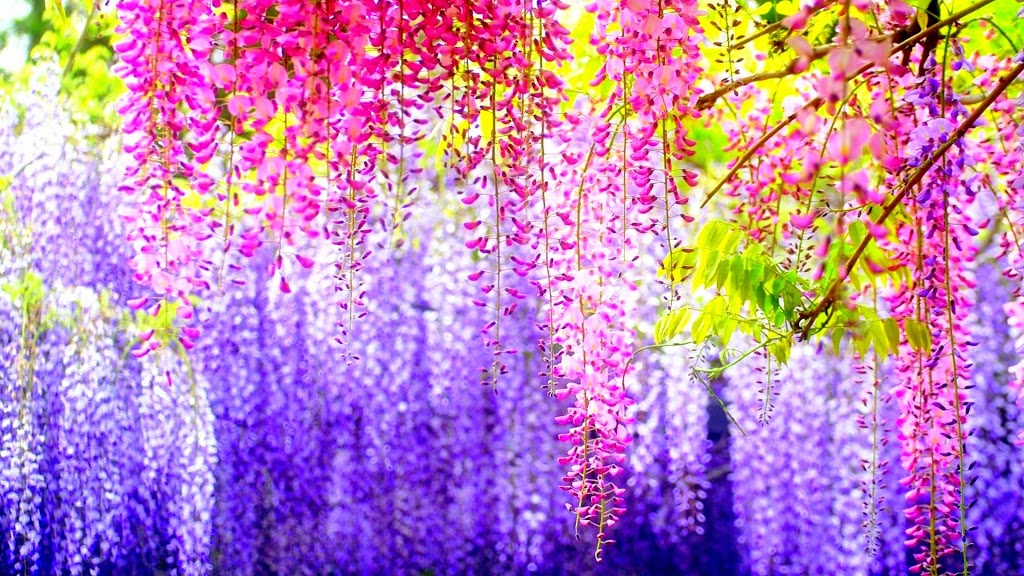 Awesome Blossom | 11140 142 St NW, Edmonton, AB T5M 4G5, Canada | Phone: (780) 944-1668