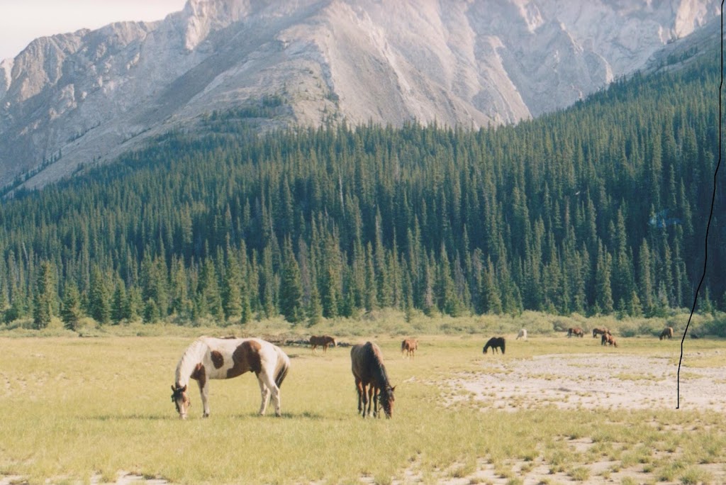 Ram River Tours - Ram Rides | AB-734, Nordegg, AB T0M 2H0, Canada | Phone: (403) 844-0408