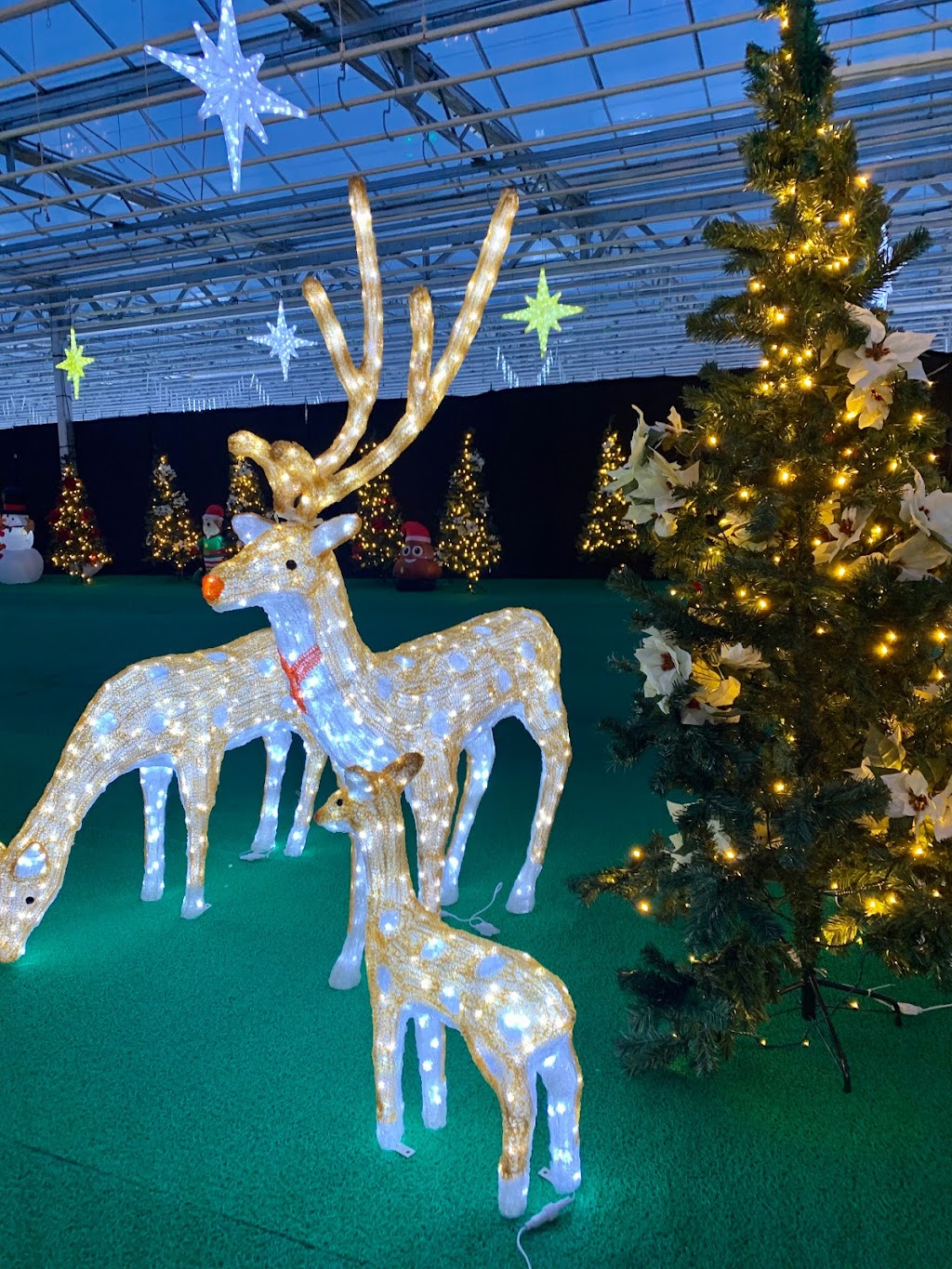 Enjoy Light Festival | 101 Riel Dr, St. Albert, AB T8N 3X4, Canada | Phone: (901) 504-7324