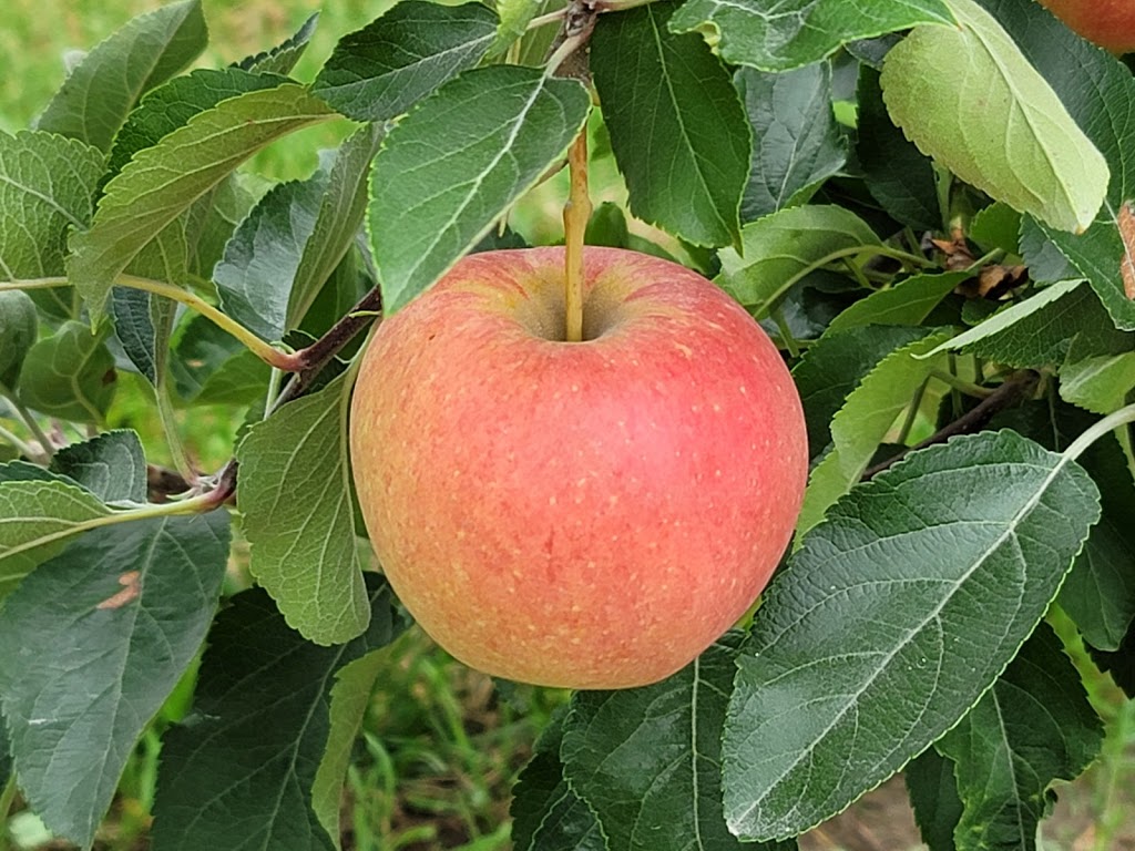 Simpson Orchards | 237 Mersea Road 5, Leamington, ON N8H 3V5, Canada | Phone: (519) 326-9459