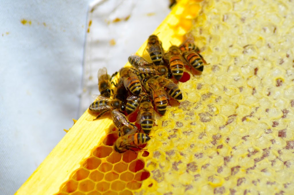 Cymbria Apiaries | 0729 Grand Pere Point Rd, Cymbria, PE C0A 1N0, Canada | Phone: (902) 393-8233