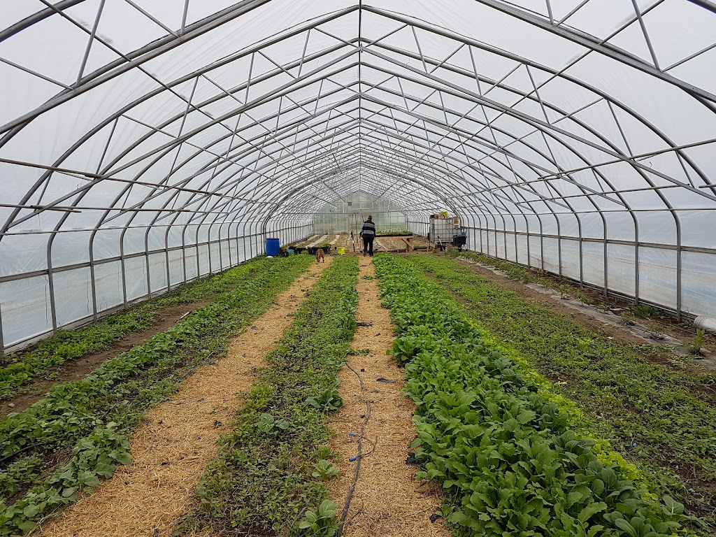 Under the Sun Farm | 1215 Simmons Rd, Odessa, ON K0H 2H0, Canada | Phone: (613) 777-2003
